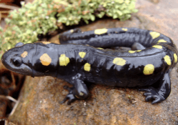 why salamanders